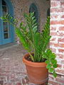 ZZ Plant